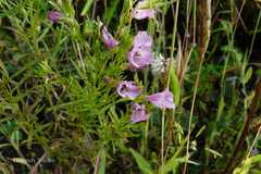 Parasopubia delphiniifolia